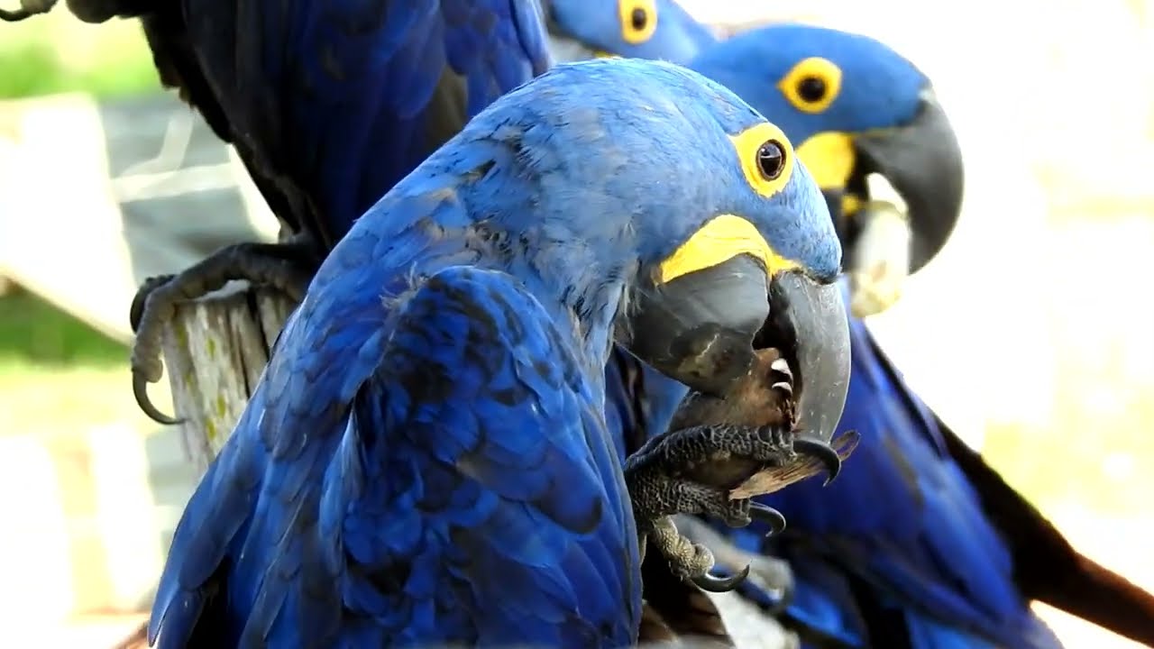 Arara-azul brincando, comendo e voando no Pantanal do Mato Grosso!