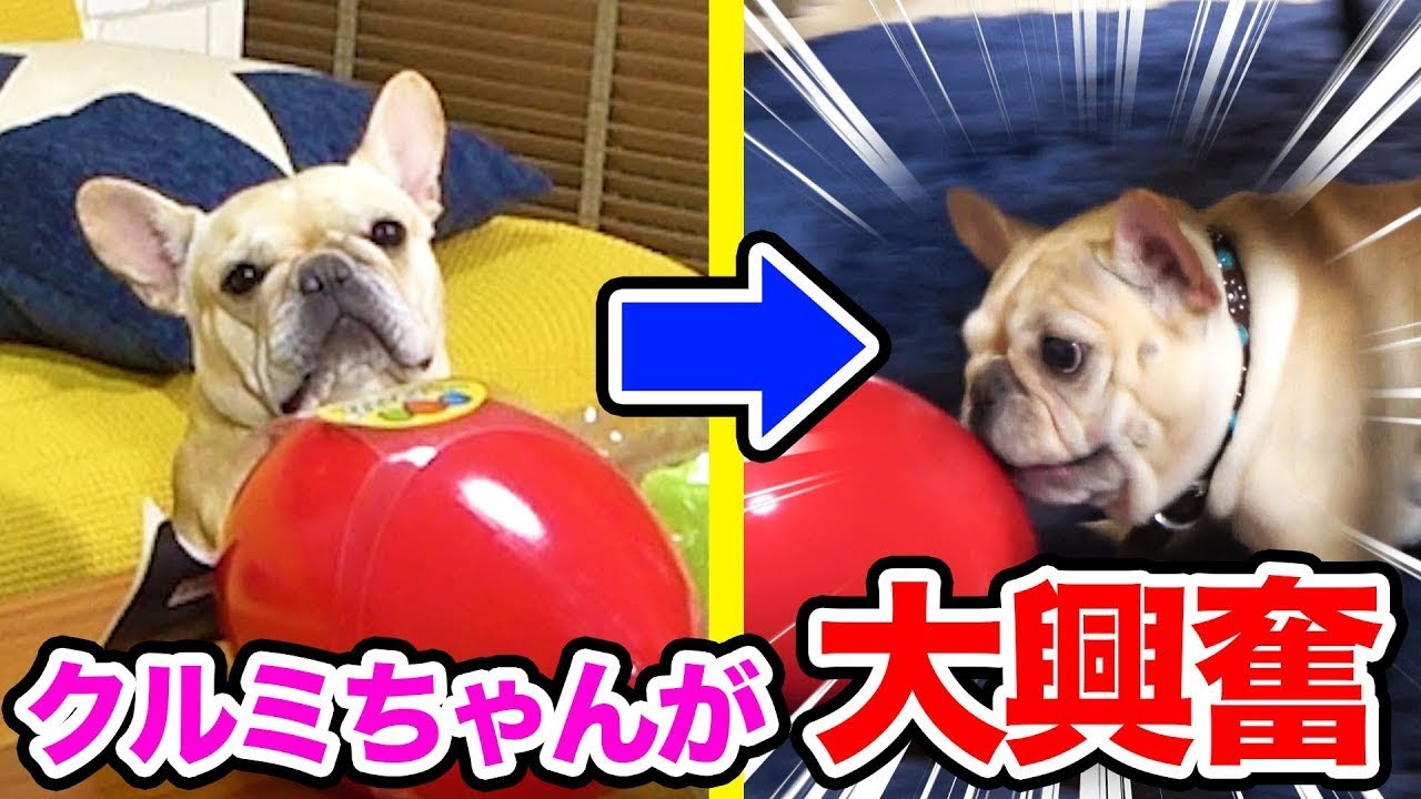 クルチューバー おもちゃで大興奮！？