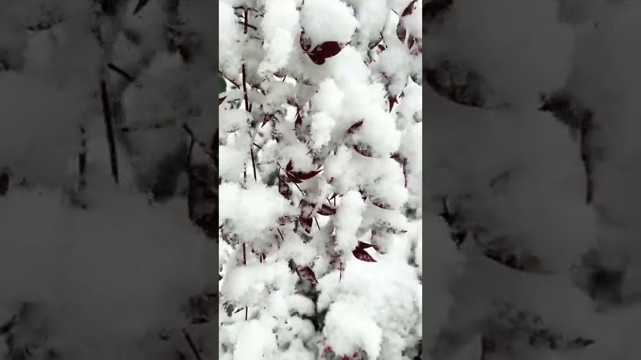 #arkansas