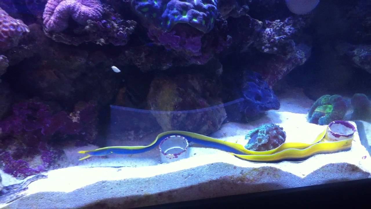 My Blue Ribbon Eel