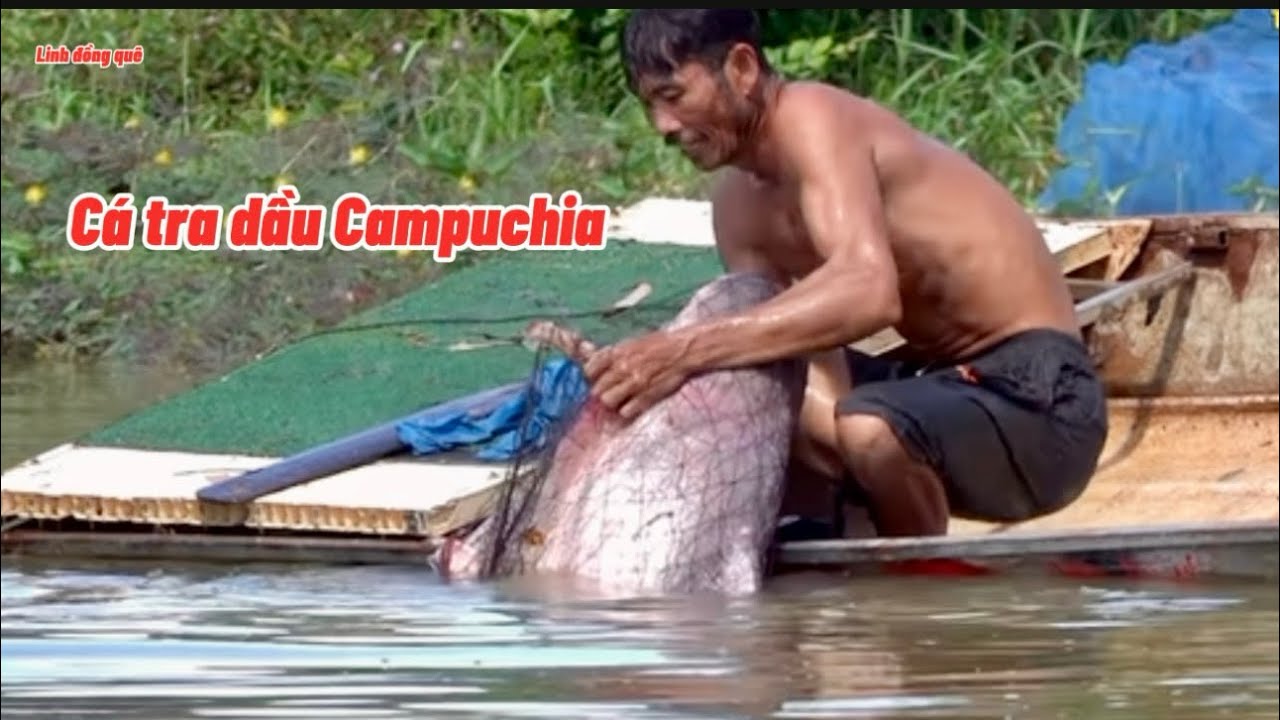 Ghi hình cận cảnh cá tra dầu hơn 100kg #Linhđồngquê￼
