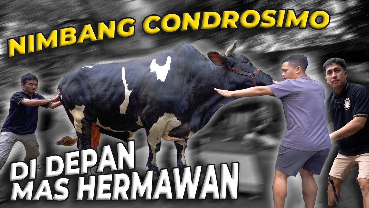 DEG-DEGAN BANGET TIMBANG CONDROSIMO DI DEPAN MAS HERMAWAN..!
