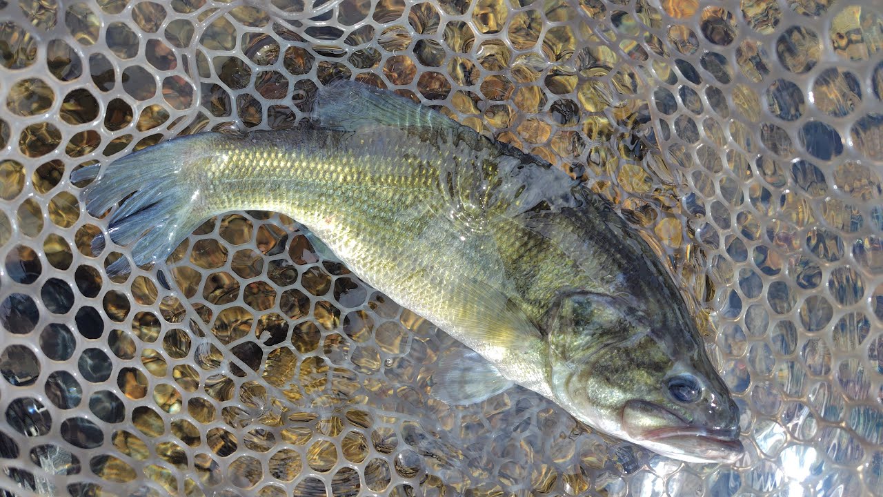 2025年9月30日　芦ノ湖釣行　ブラックバス　ブルーギル
