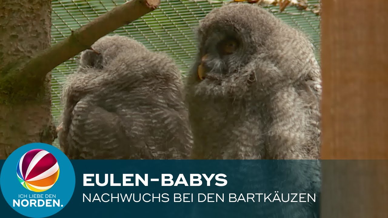 Süße-Eulen Babys: Bartkauz-Nachwuchs im Wildpark Eekholt