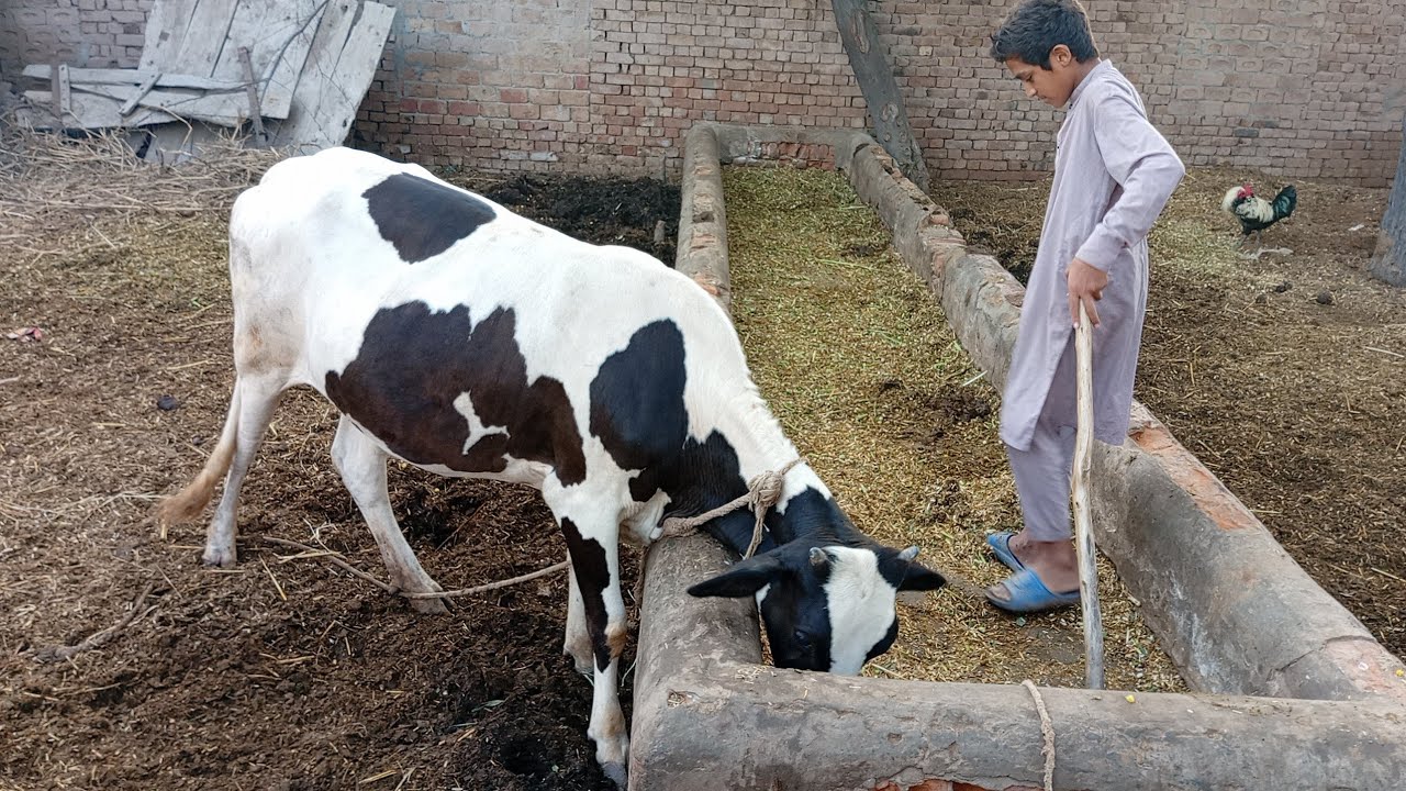 Papo 🙇 ki Cow 🐮 | Papo ka Bhana | Funny 🤣 Vlog