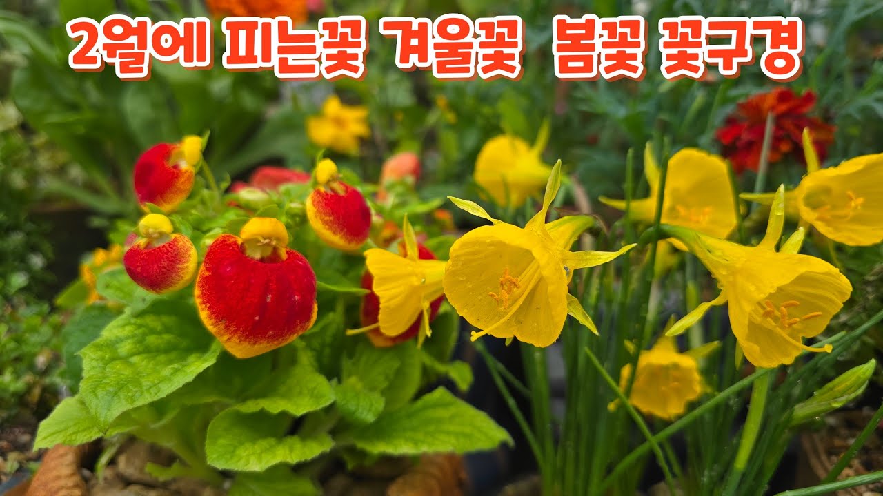 2월 하우스에 피고 있는 #꽃구경 #겨울꽃 #봄꽃