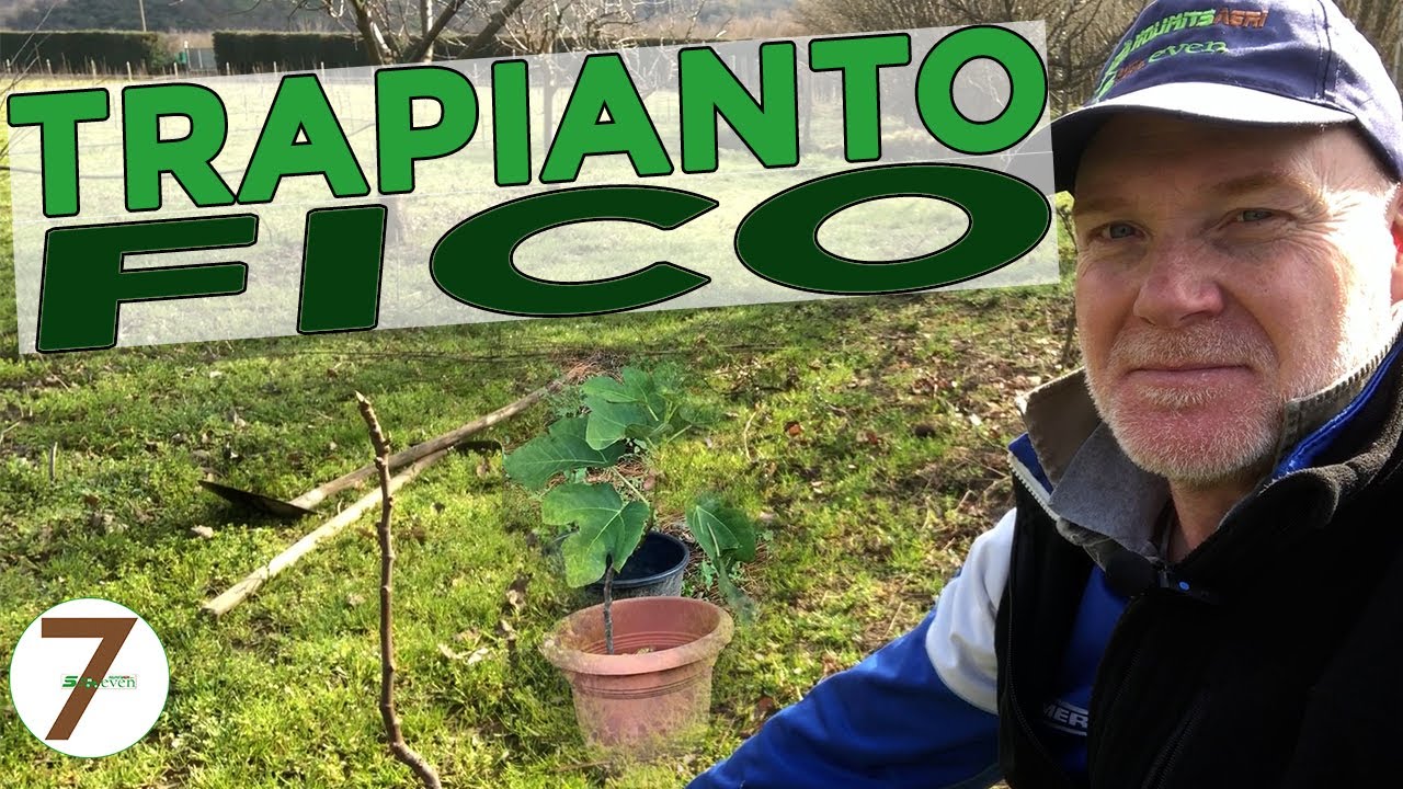 Trapianto albero di FICO dopo talea