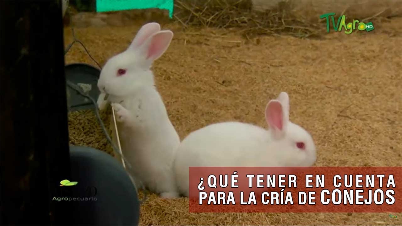 Qu&eacute; tener en cuenta para la cr&iacute;a de conejos - TvAgro por Juan Gonzalo Angel Restrepo