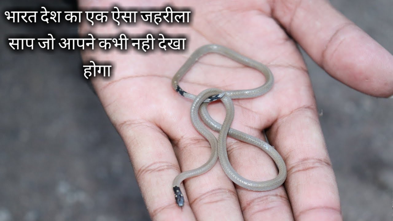 Indian Coral snake | भारत देश का एक ऐसा जहरीला साप जो आपने कभी नही देखा होगा, वीडियो पूरा देखिये