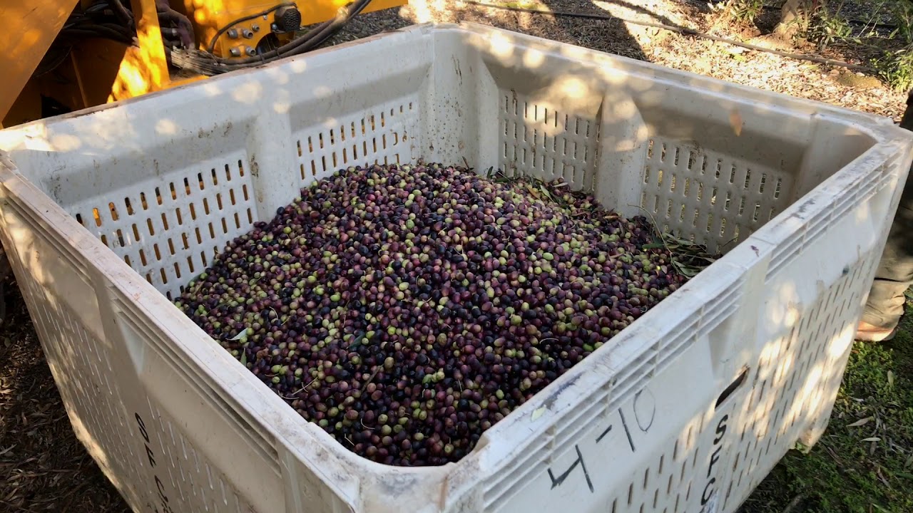 Winter Olivina Olive Harvest and Pressing 2019 - Shot and Edited on iPhone.
