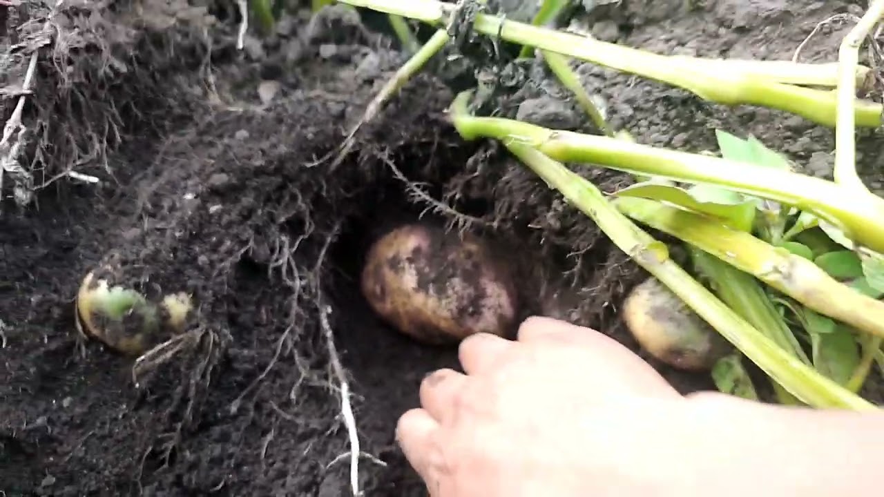 🔴Como mejorar el ENGROSE del Cultivo de Papas Violeta | Consejos para Mejorar su Tama&ntilde;o