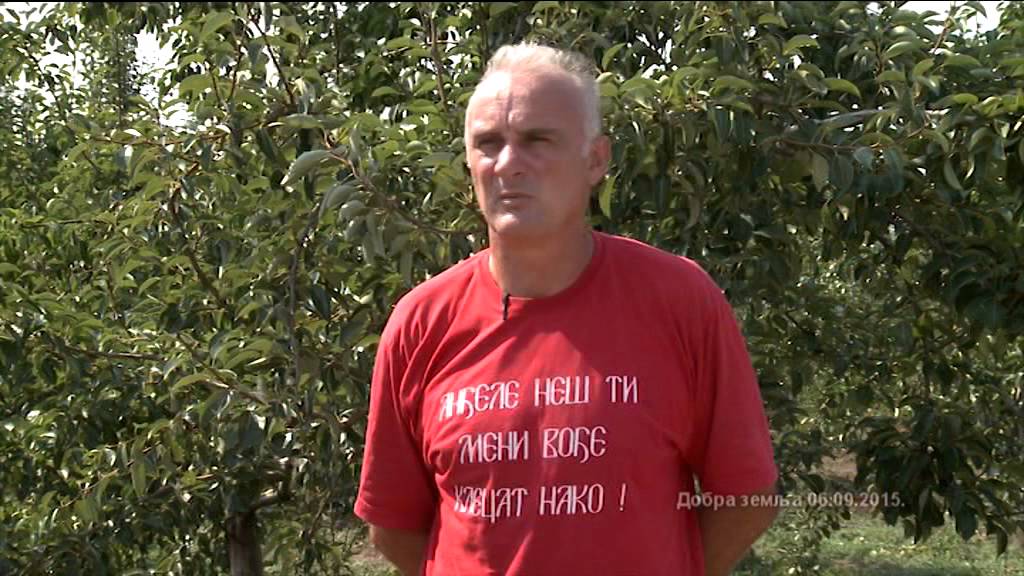 Odlican vocar - kruska na sejancu i dinja kao drugi usev