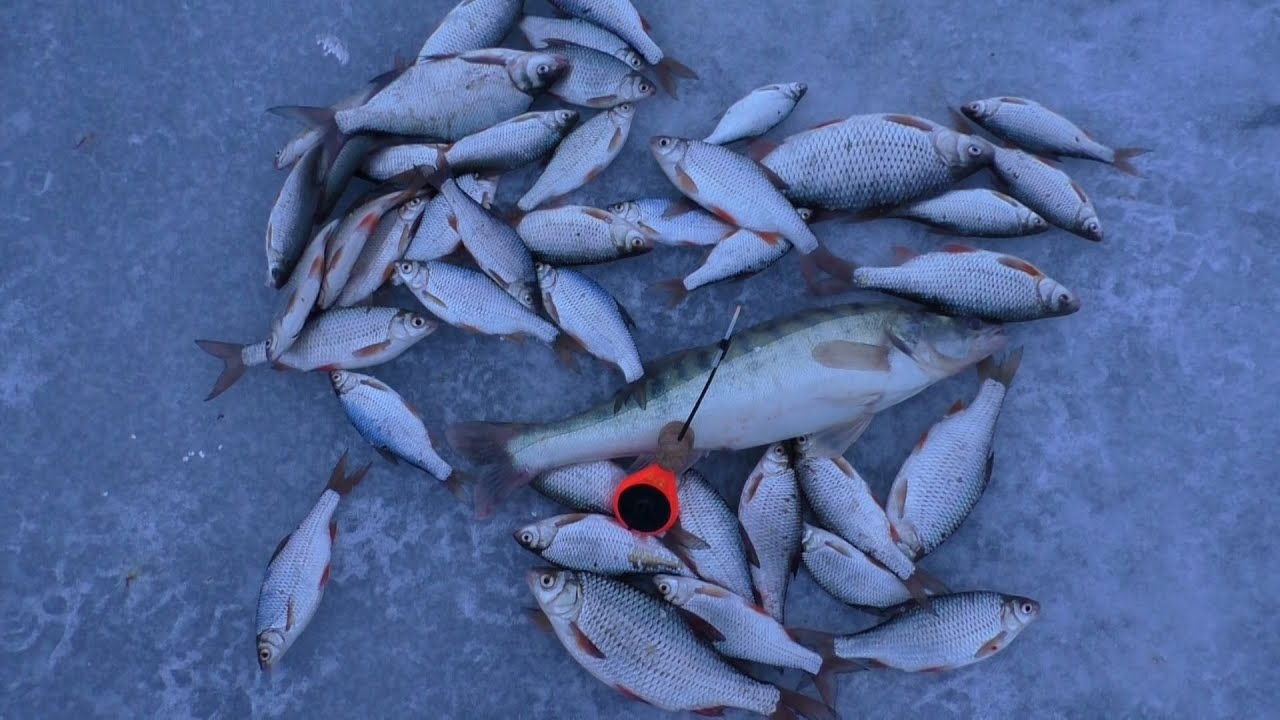 SALAU LA COPCA PESCUIT IARNA LACUL DE ACUMULARE GHIDIGHICI 2026 NOLDOVA