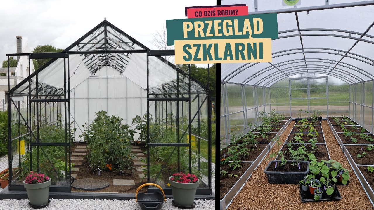 Przegląd pomidorów w szklarniach. Te same sadzonki, a jaka różnica.