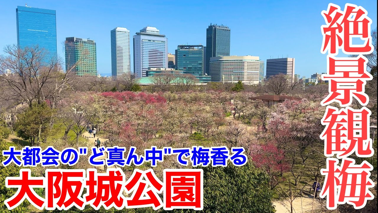 【大阪観光】大都会のど真ん中 大阪城公園で観梅！