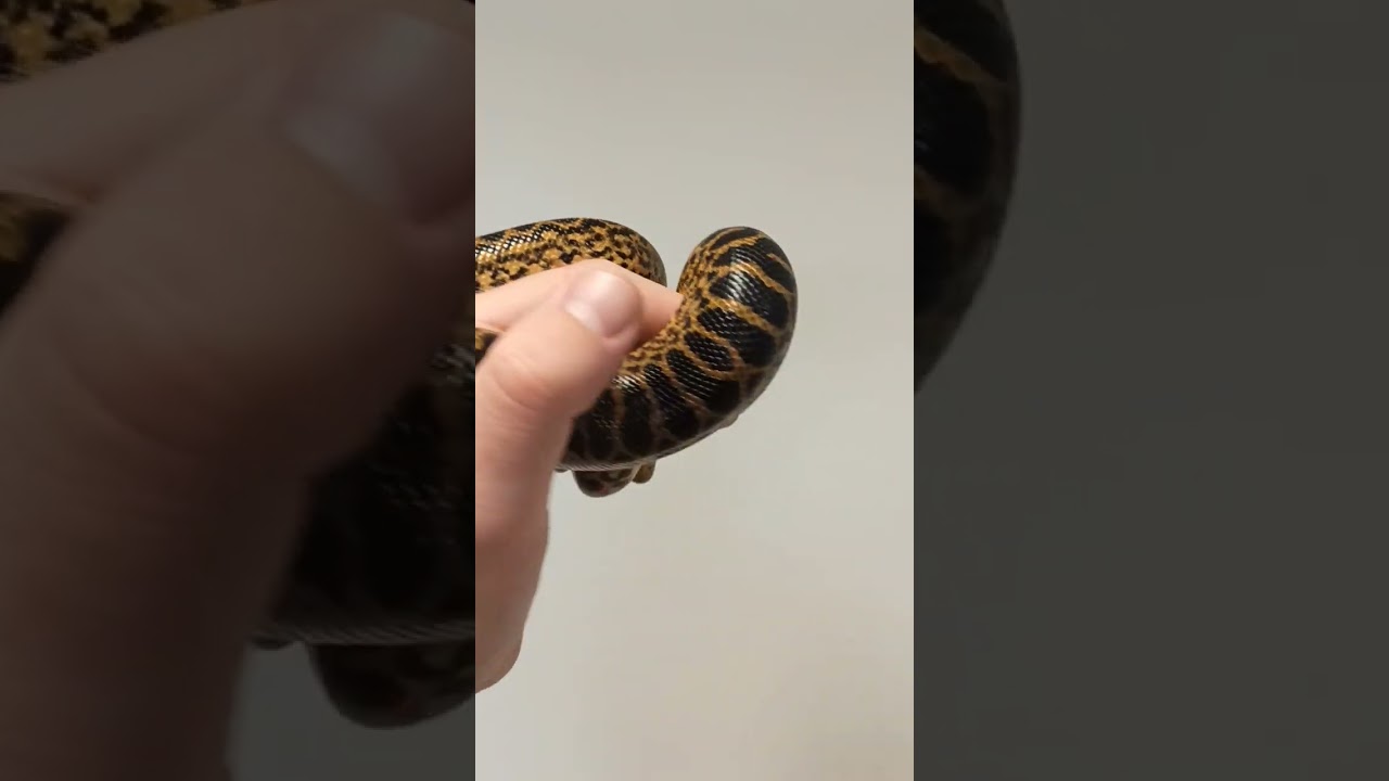 Eunectes notaeus (Anakonda žlt&aacute;)