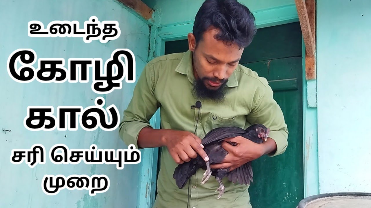 கோழி கால் உடைந்தால் சரி செய்யும் எளிய முறை#nattukozhivalarpu