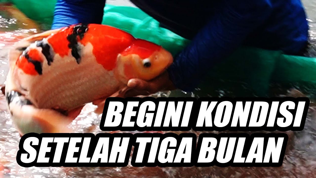 BEGINI PERKEMBANGAN IKAN KOI AZUKARI-9 AKF SETELAH TIGA BULAN MENGGUNAKAN PAKAN JPD