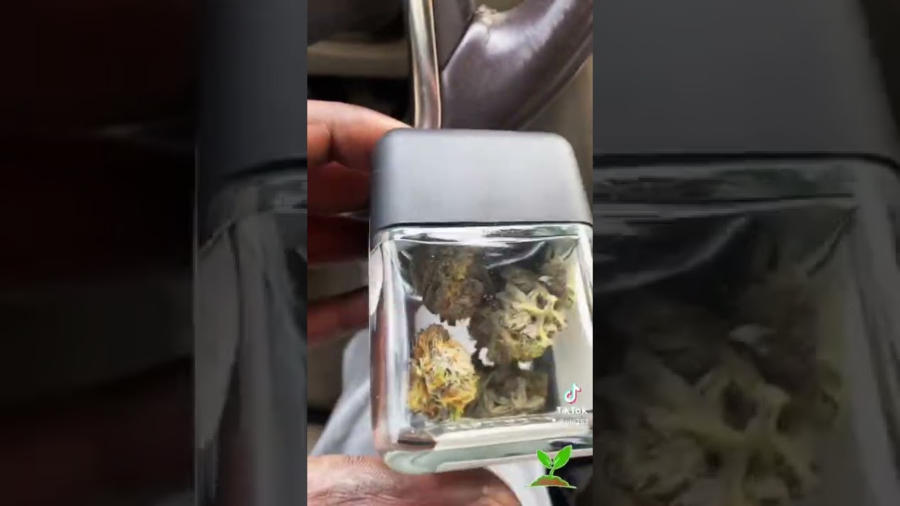 No 🧢 this Gary Payton strand is overated!! #shorts #canabis #dispensary #garypayton #auburn
