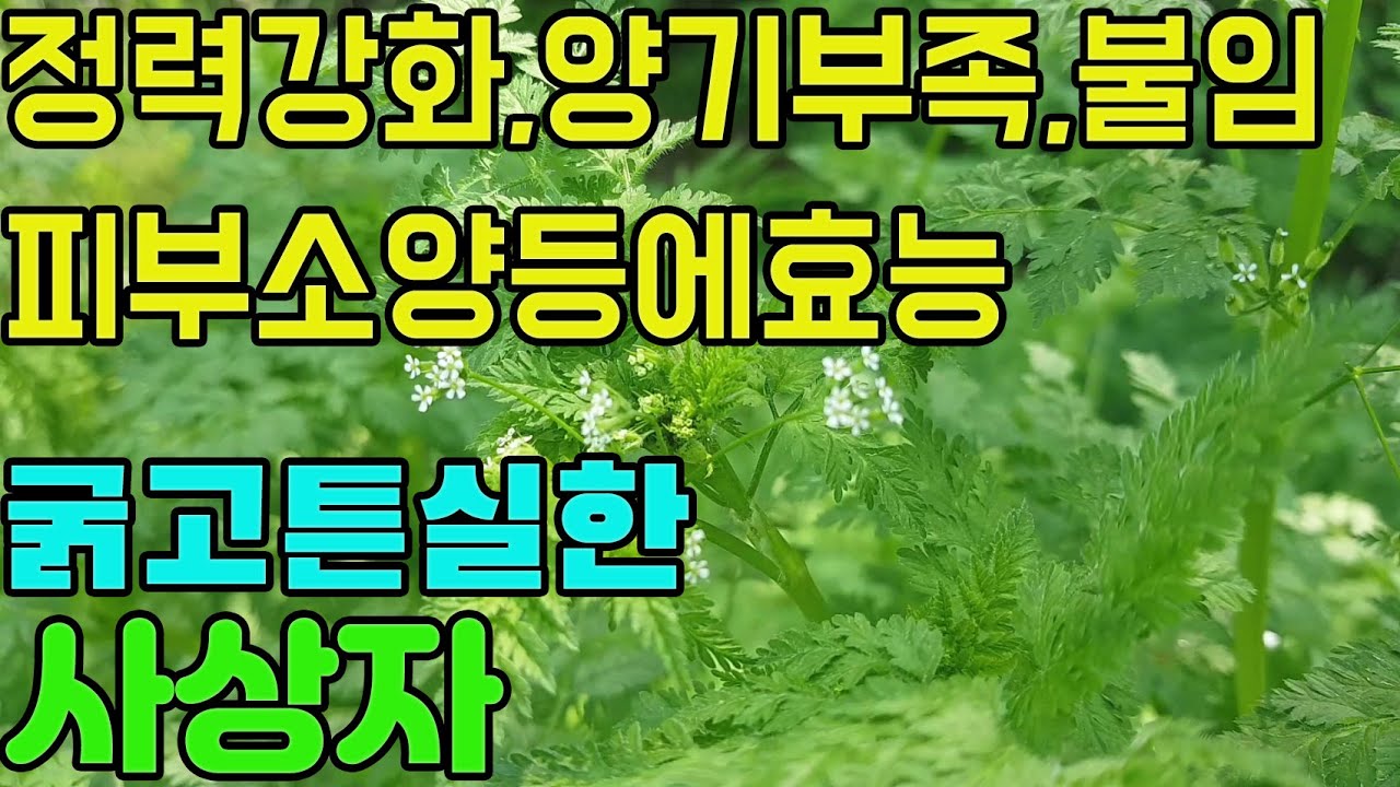 사상자(사상자)-고급나물과 탁월한약효,천연비아그라,정력강화,발기부전,양기부족,보양,불임증,요통,관절염,구충,냉대하,피부소양에좋은 산나물