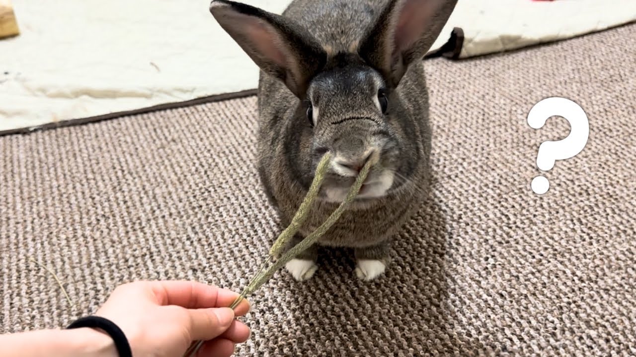 Does Size Matter? We Asked a Rabbit (Watch His Choice!) 🐰😄👑