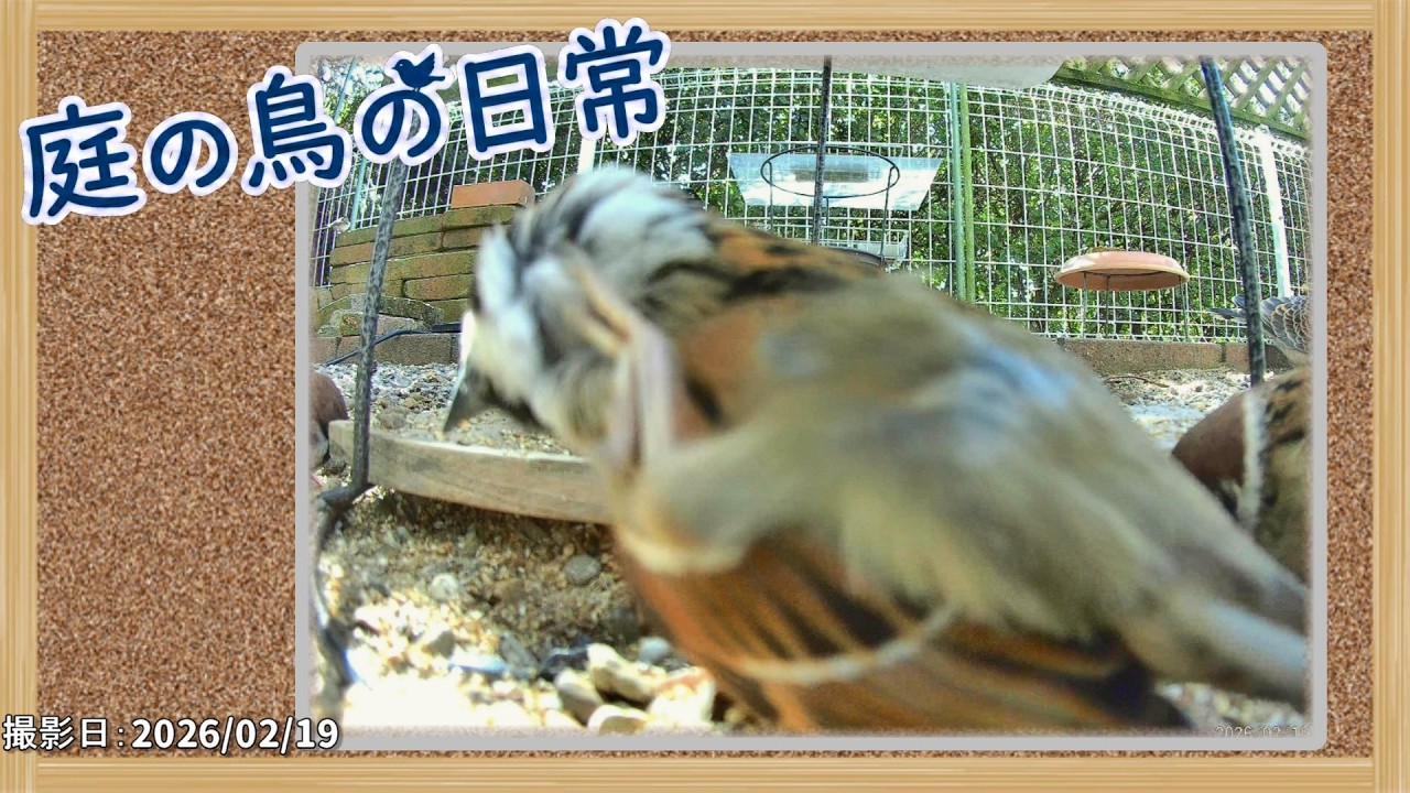 【庭の鳥の日常】(26,02,19) 砕いた卵の殻は、やはり不人気か