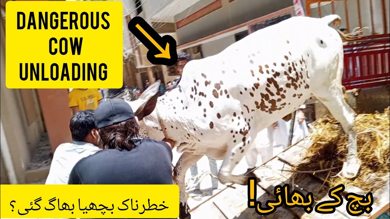 Dangerous Cow Unloading | Northern Bypass mandi | Unloading