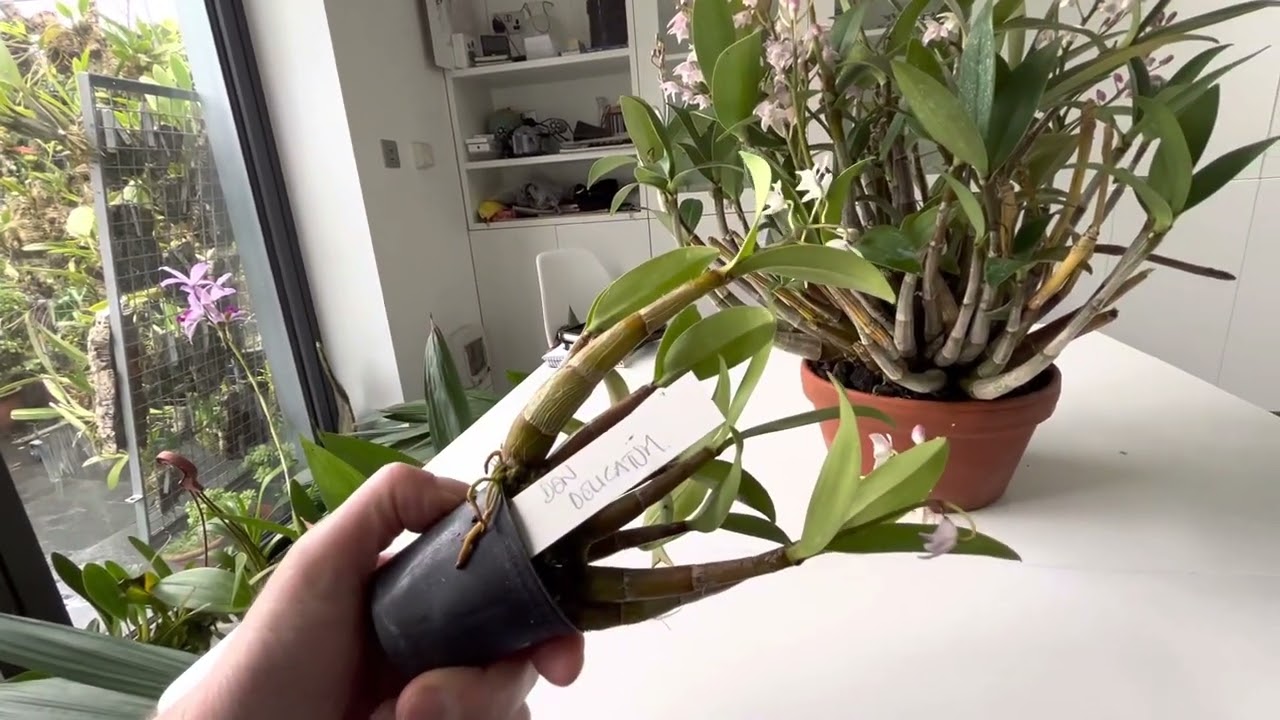 Dendrobium x delicatum