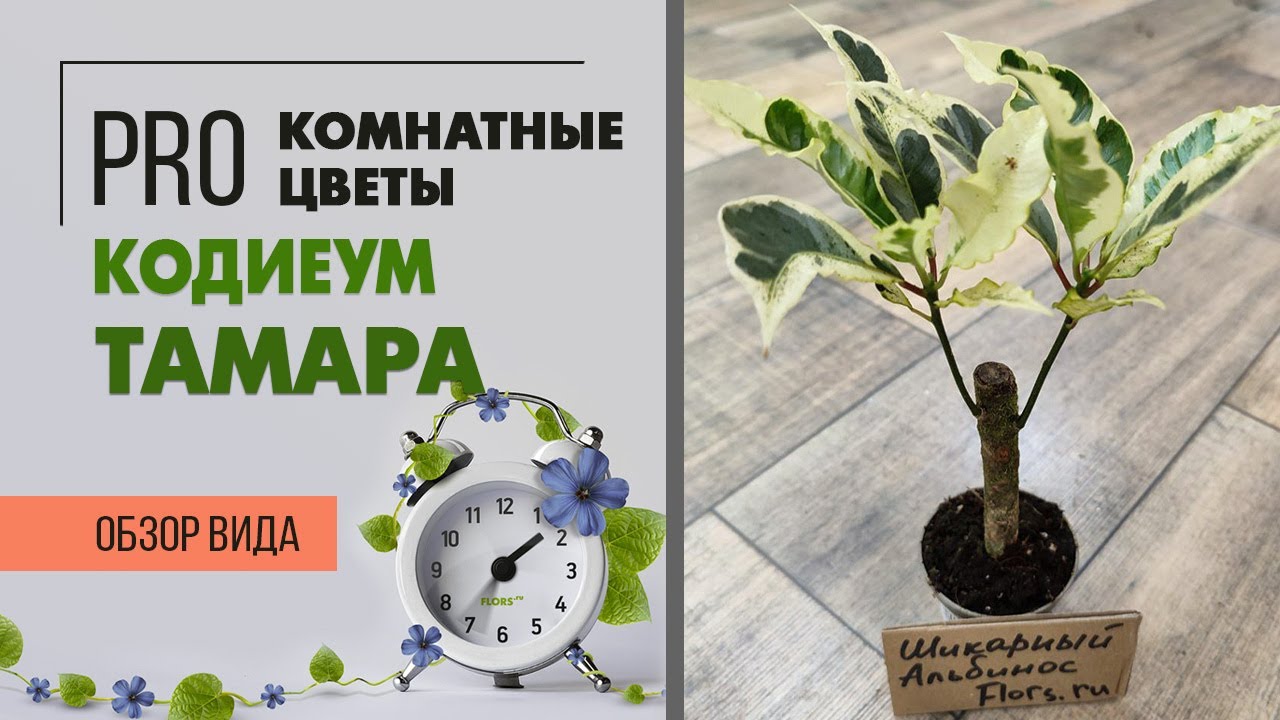 Кодиеум Тамара - редкий сорт с белыми листьями | Лайфхаки по уходу за кодиеумом