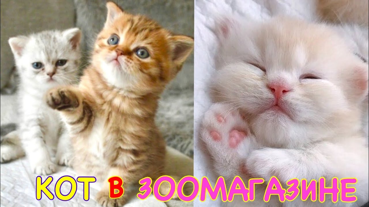 Самые МИЛЫЕ ПИТОМЦЫ В ЗООМАГАЗИНЕ 🐩🦊🐶 Кот Миллион