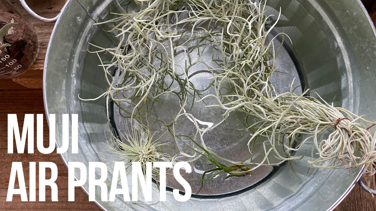 Я купил воздушные растения по почте MUJI