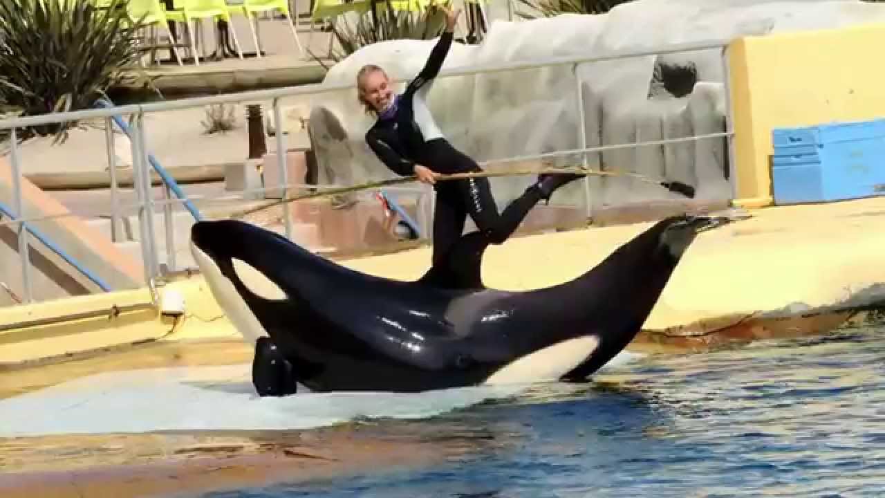 Les Orques - Marineland 2015