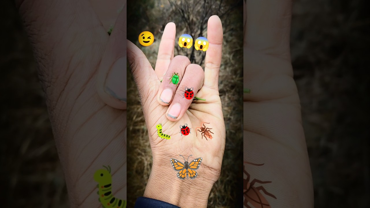 it is the smaller 🪲 shiny jewel beetle yp-0781