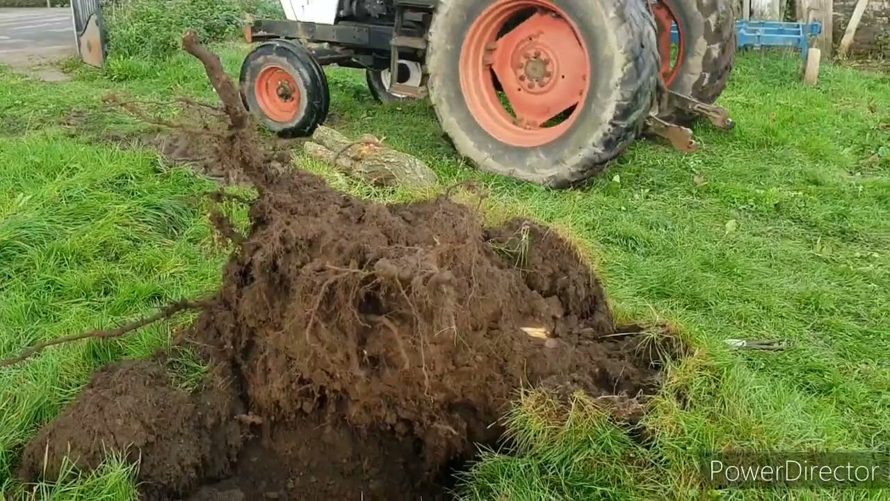 11112024 : le prunier transformé en litière pour les moutons. Le 1494 a l'arrachage de la souche