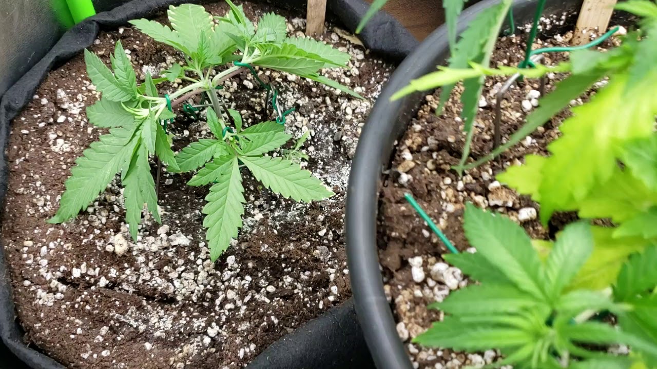 5 Strain Quadline Update