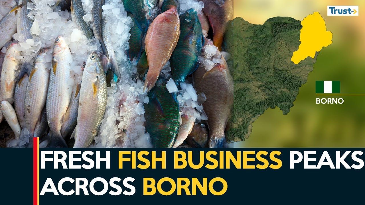 Fresh Fish Business Peaks As Security Situation Improves Across Borno
