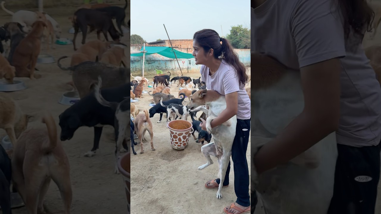 Meri andu #jagritimishra #animals #ngo #support #shortvideo #help #love #dogs