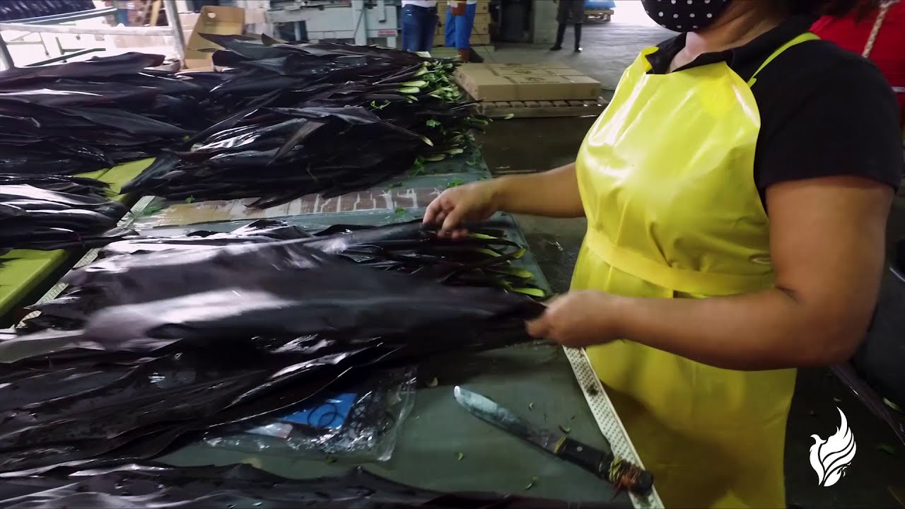 Proceso de embalaje para exportaci&oacute;n de Cordyline Black Tie