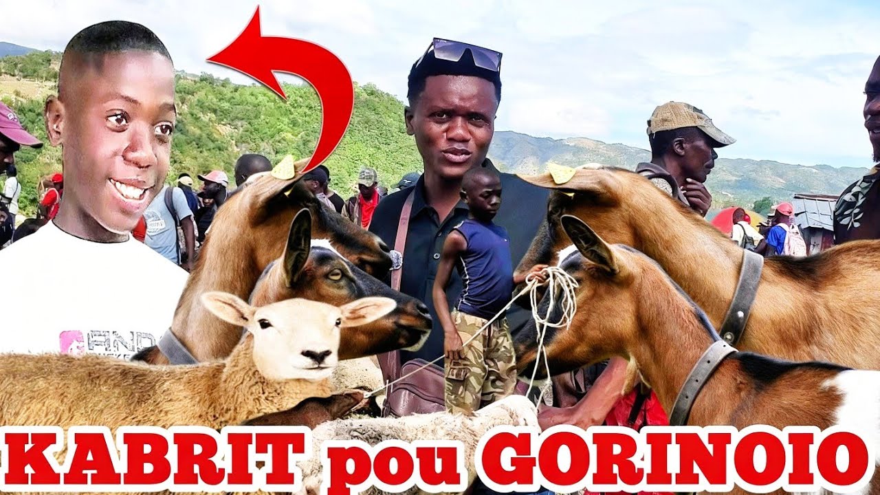 GORINIO ti Gason 13 Ane a, vin gade yon Kabrit ak yon mouton yon fanatik banm achte  pote pou li.