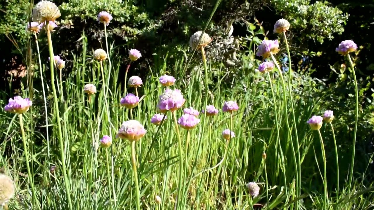 Plantas nativas de California
