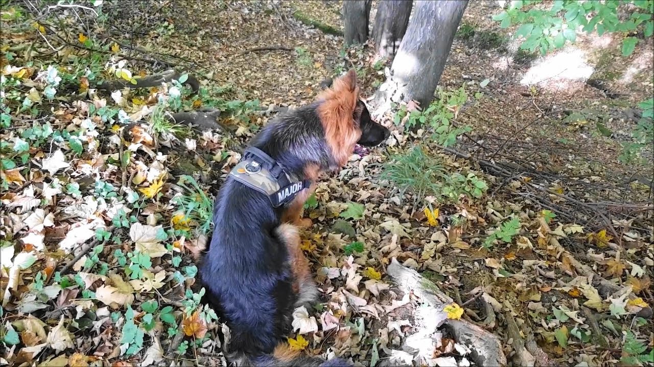 Walk with dog in autumn forest/Spacer z psem w jesiennym lesie