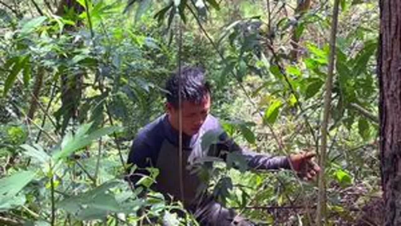 田里的事忙的差不多了，抽空进山来挖点山货，这次差点把我搞中暑 #农村 #五指毛桃 #土茯苓 #我的乡村生活 #广西