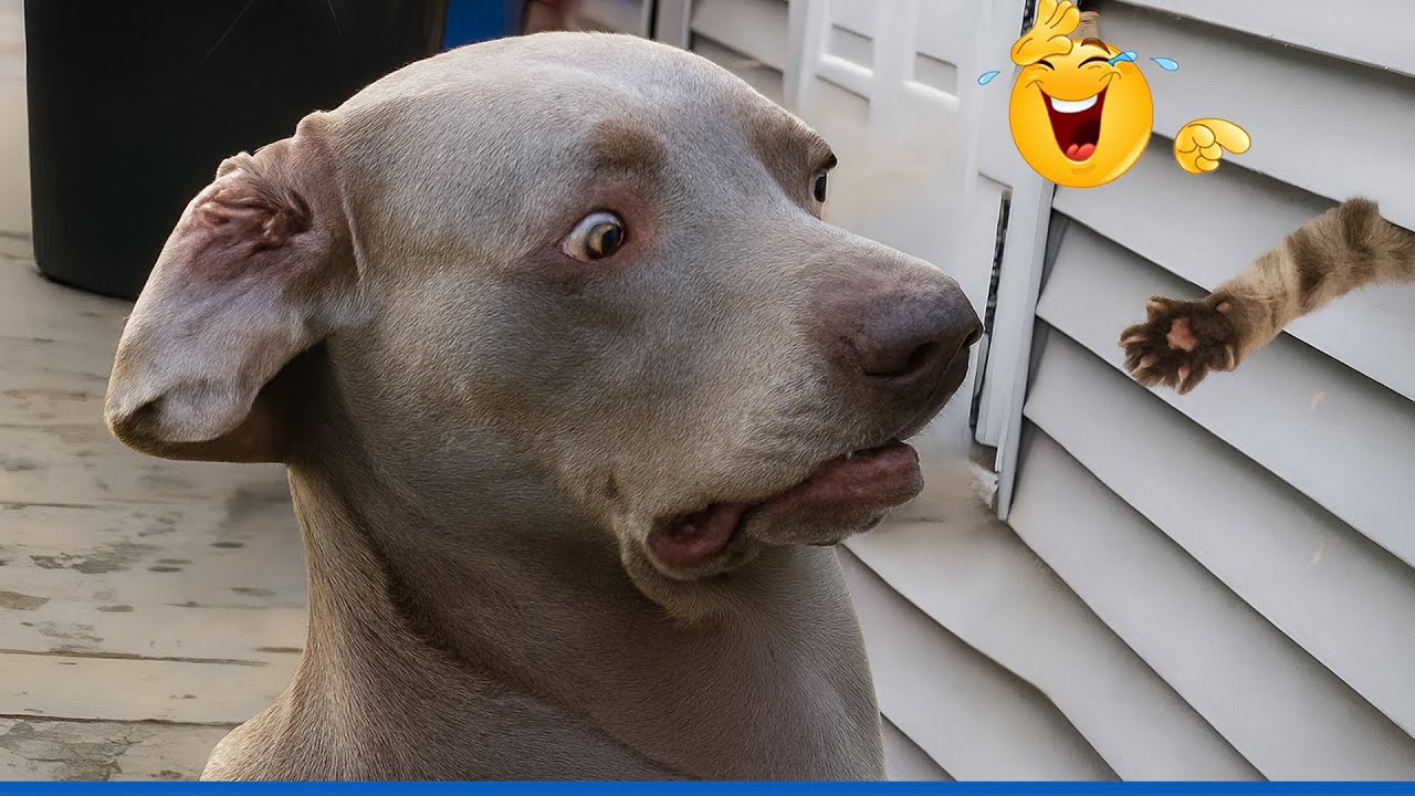 You Will Die Laughing At These Dogs 😹🐶 Funniest Cat & Dog and Animal of 2025 Ever!