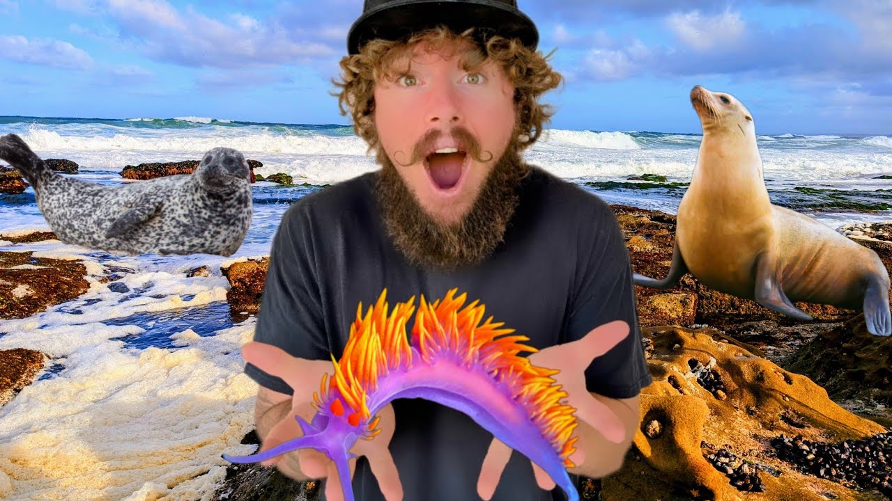 INCREDIBLE Sea Creatures HIDDEN In Tide Pools & Coves! | La Jolla Sea Life Adventure Tour (4K)