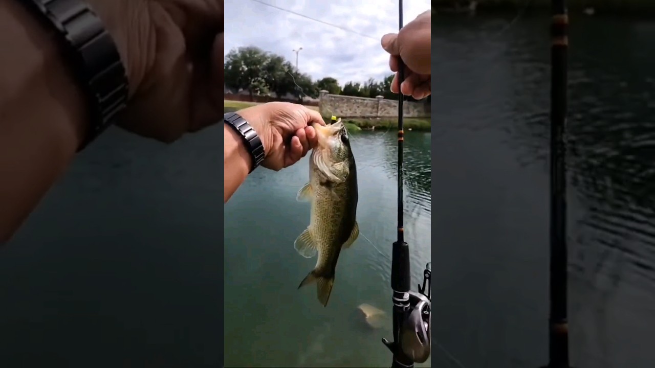 Try a Z-Man Ned Rig for Ultralight Baitcasting 