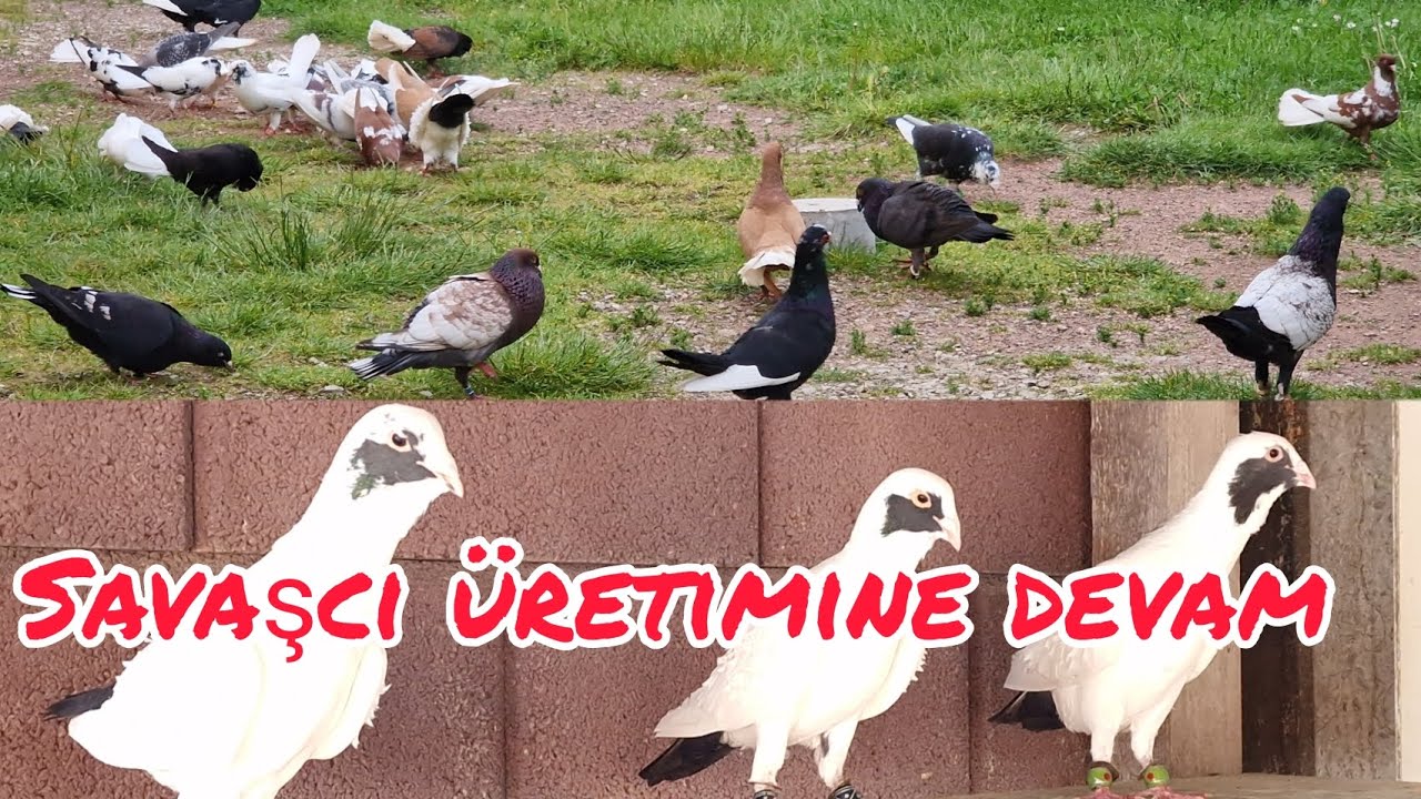 Uçan Savaşçılar TERMINATÖRLER#pigeon #birds #kuş #aksoyfiloelvanguvercinleri
