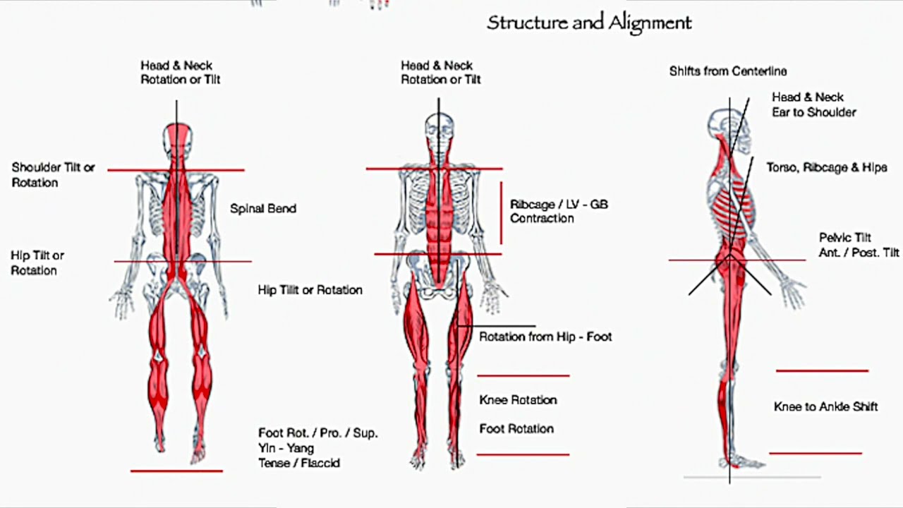 Acupuncture & Myofascial Poster Chart