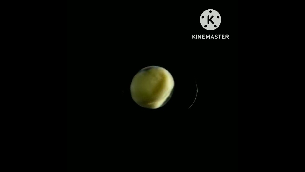 See a Salamander grow from a single cell in this incredible Time - lapse / short film #salamander