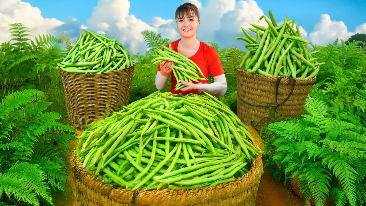 Use 3-Wheel Truck to Harvest Long Green Beans Goes to Countryside Market Sell | Phuong Harvest Life