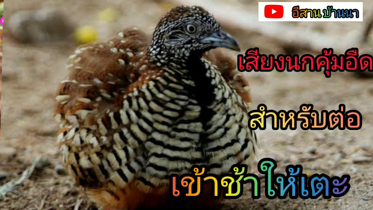#เสียงนกคุ้ม เสียงต่อนกคุ้มอืด เข้าเร็วเข้าไว 100 %